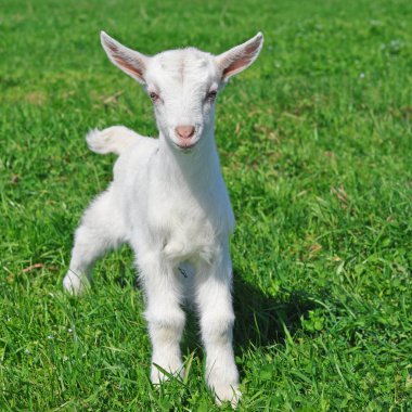 Bir yaz mera üzerinde çocuk