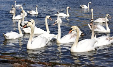 Yaz manzarada beyaz kuğu.