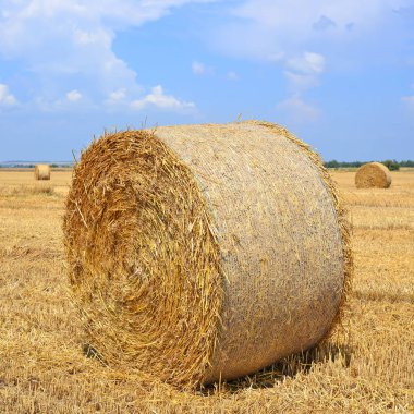 Kırsal alanda saman hasat etmek