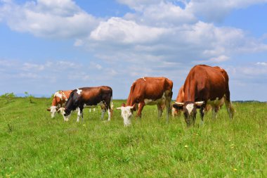 Yaz otlağında inekler. 