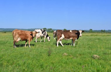 Yaz otlağında inekler. 