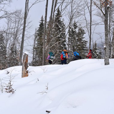 Ukrayna, Osmoloda-11 Şubat 2018: Turist bir grup içinde bir kış orman glade oval en tepeye tırmanış başında. Karpatlar