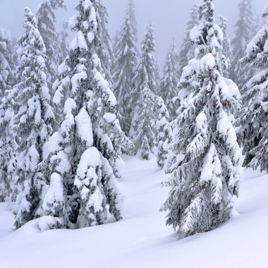 Kış iğne yapraklı orman hafif bir sis bir dağ yamacında.