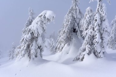 Kış iğne yapraklı orman hafif bir sis bir dağ yamacında.