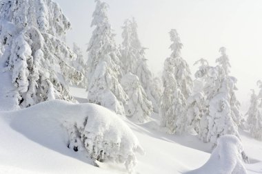Kış iğne yapraklı orman hafif bir sis bir dağ yamacında.