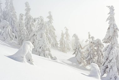Kış iğne yapraklı orman hafif bir sis bir dağ yamacında.