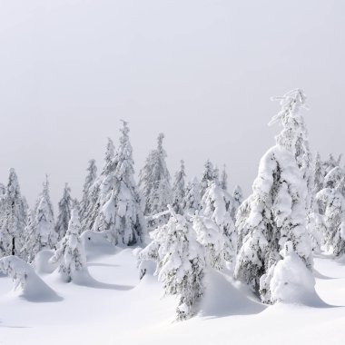 Kış iğne yapraklı orman hafif bir sis bir dağ yamacında.