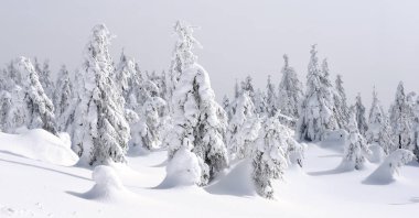 Kış iğne yapraklı orman hafif bir sis bir dağ yamacında.