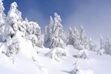 Kış iğne yapraklı orman hafif bir sis bir dağ yamacında.