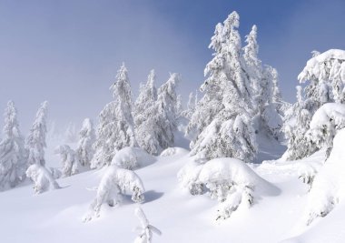 Kış iğne yapraklı orman hafif bir sis bir dağ yamacında.