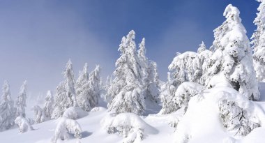 Kış iğne yapraklı orman hafif bir sis bir dağ yamacında.