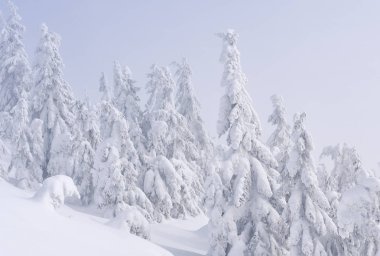 Kış iğne yapraklı orman hafif bir sis bir dağ yamacında.