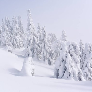 Kış iğne yapraklı orman hafif bir sis bir dağ yamacında.