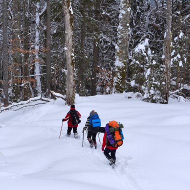 Ukrayna, Osmoloda-11 Şubat 2018: Turist bir grup içinde bir kış orman glade oval en tepeye tırmanış başında. Karpatlar