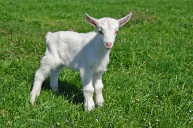 Bir yaz mera üzerinde çocuk