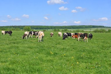 Yaz otlağında inekler