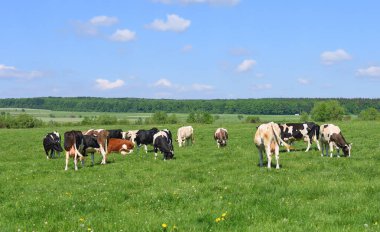 Yaz otlağında inekler