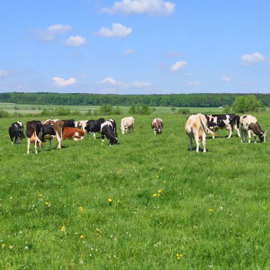 Yaz otlağında inekler