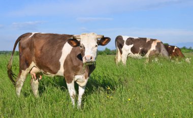 Yaz otlağında inekler