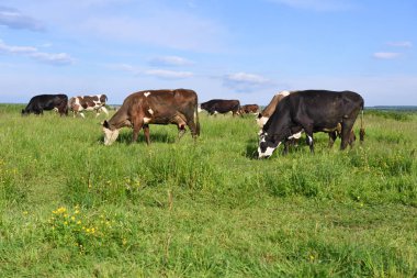 Yaz otlağında inekler