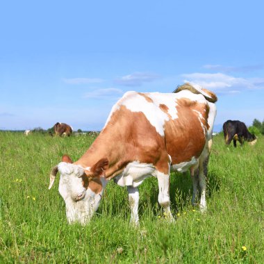 Yaz otlağında inek