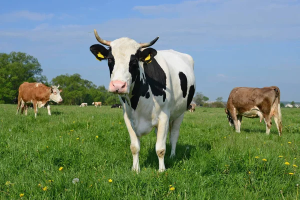 Cows Summer Pasture — Stock Photo, Image