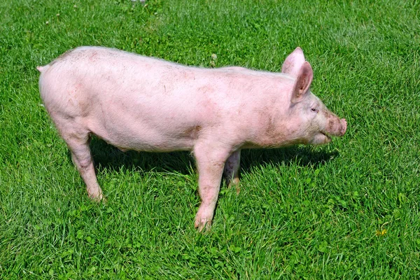Pequenos Porcos Uma Grama Verde — Fotografia de Stock