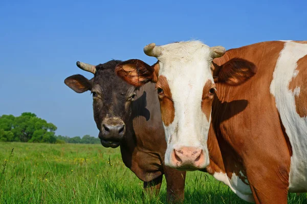 Vacas Pasto Verão — Fotografia de Stock