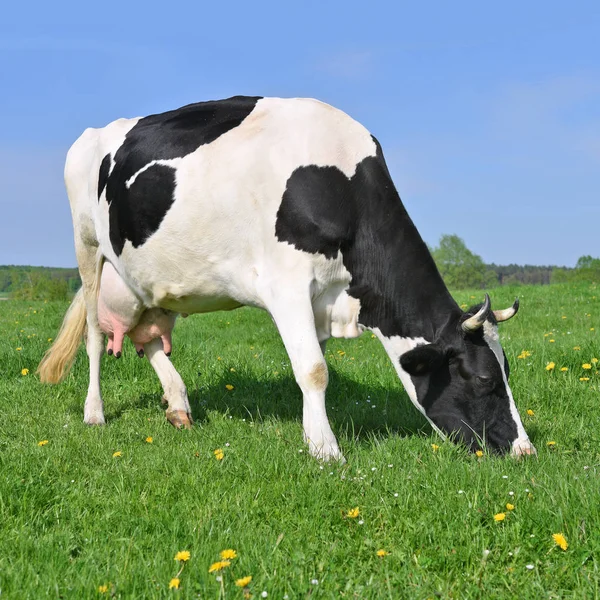 Vache Dans Pâturage Été — Photo