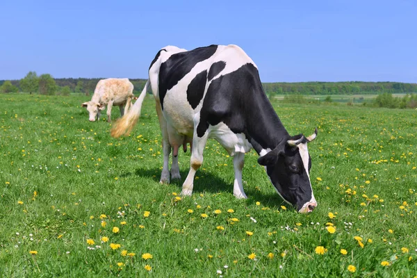 Vacas Pasto Verão — Fotografia de Stock