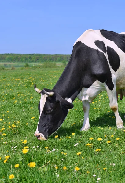 Vaca Pasto Verão — Fotografia de Stock