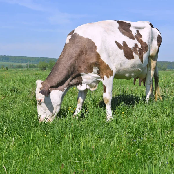 Koe Een Zomerweide — Stockfoto