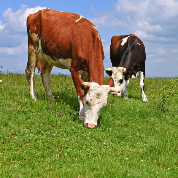 Las Vacas Pasto Verano —  Fotos de Stock