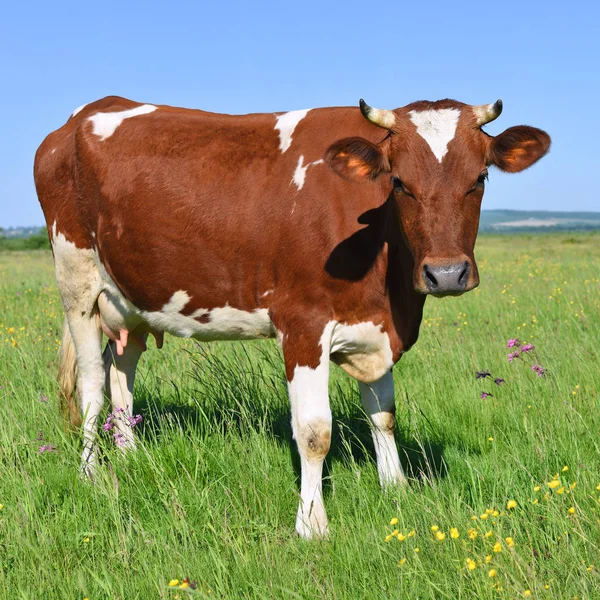 Vache Dans Pâturage Été — Photo