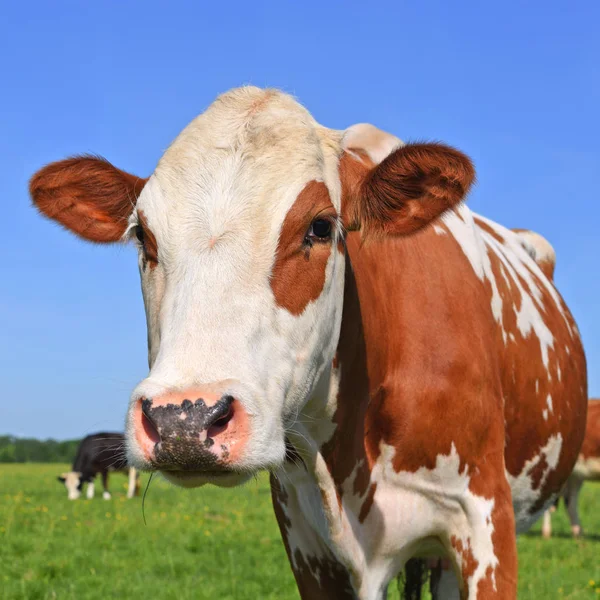 Koe Een Zomerweide — Stockfoto