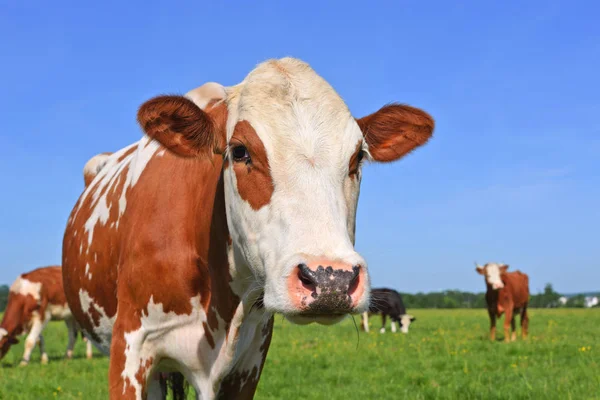 Vaca Pasto Verão — Fotografia de Stock