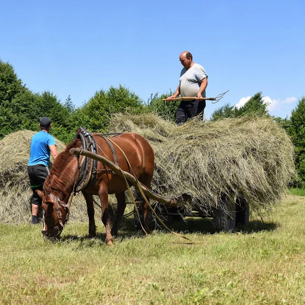 Kalush Ucrânia Julho 2017 Transporte Feno Por Uma Carroça Campo — Fotografia de Stock