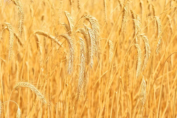 Campo Grãos Paisagem Rural — Fotografia de Stock