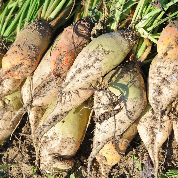 Fresh Organic Turnip Roots — Foto de Stock