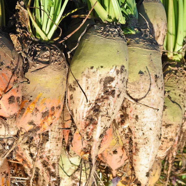 Fresh Organic Turnip Roots — Foto de Stock