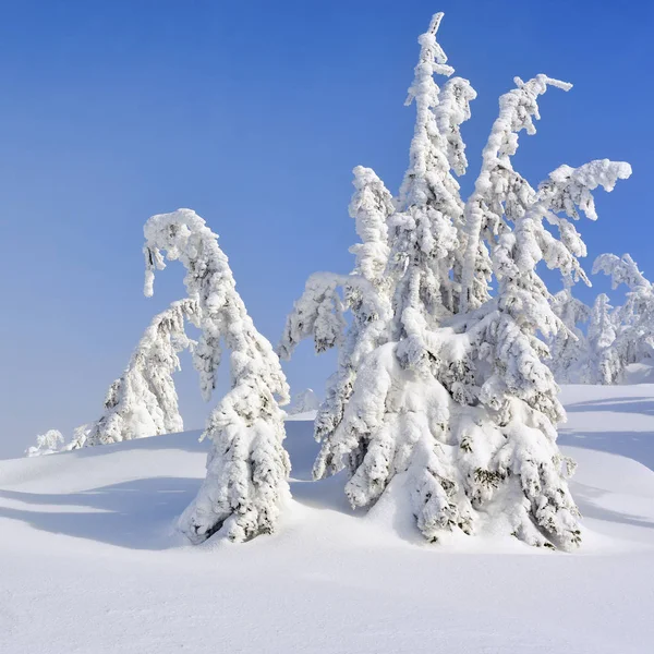 Winter Coniferous Forest Mountain Slope Light Fog — Stock Photo, Image