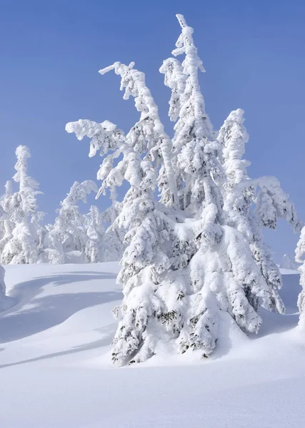 Foresta Conifere Invernale Pendio Montagna Una Nebbia Leggera — Foto Stock