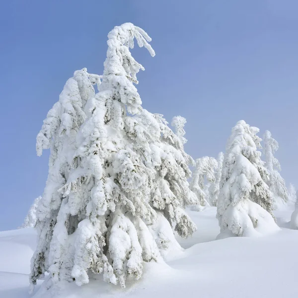 Foresta Conifere Invernale Pendio Montagna Una Nebbia Leggera — Foto Stock