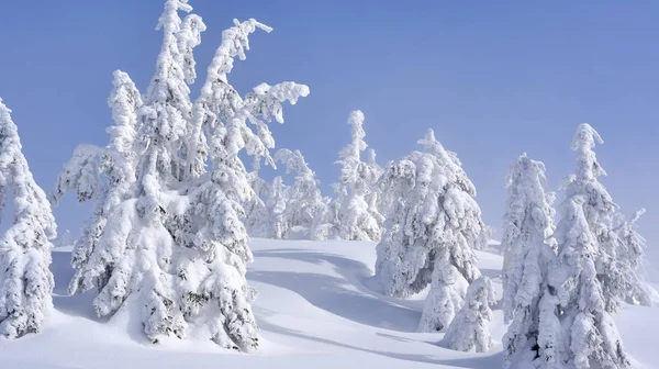 Foresta Conifere Invernale Pendio Montagna Una Nebbia Leggera — Foto Stock