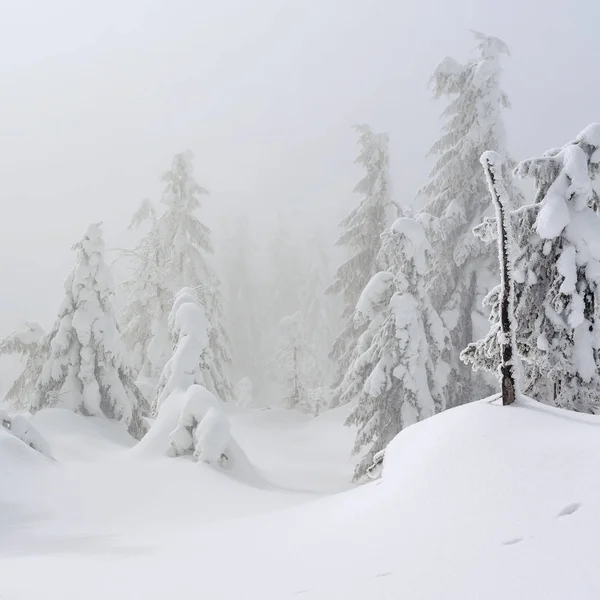 Foresta Conifere Invernale Pendio Montagna Una Nebbia Leggera — Foto Stock