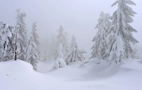 Foresta Conifere Invernale Pendio Montagna Una Nebbia Leggera — Foto Stock