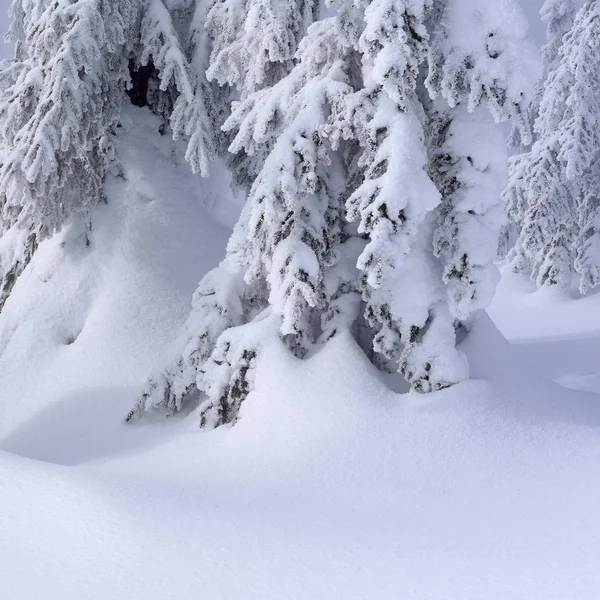 Floresta Conífera Inverno Uma Encosta Montanha Uma Névoa Leve — Fotografia de Stock