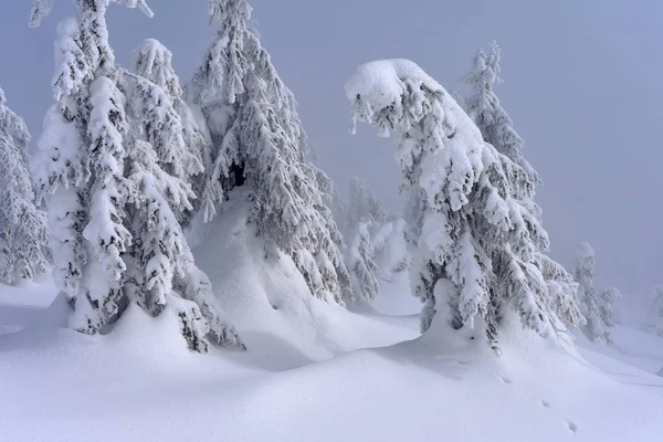 Foresta Conifere Invernale Pendio Montagna Una Nebbia Leggera — Foto Stock