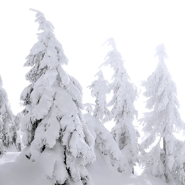 Winter Coniferous Forest Mountain Slope Light Fog — Stock Photo, Image