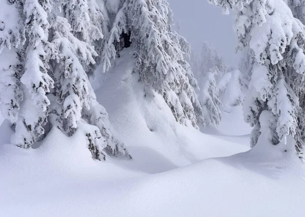 Kış Iğne Yapraklı Orman Hafif Bir Sis Bir Dağ Yamacında — Stok fotoğraf